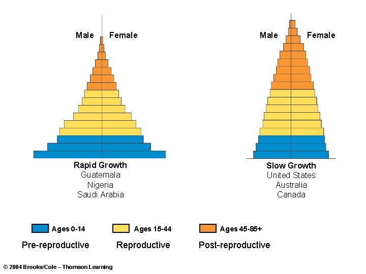 Male Female Male Rapid Growth Guatemala Nigeria Saudi Arabia Ages 0 -14 Pre-reproductive ©