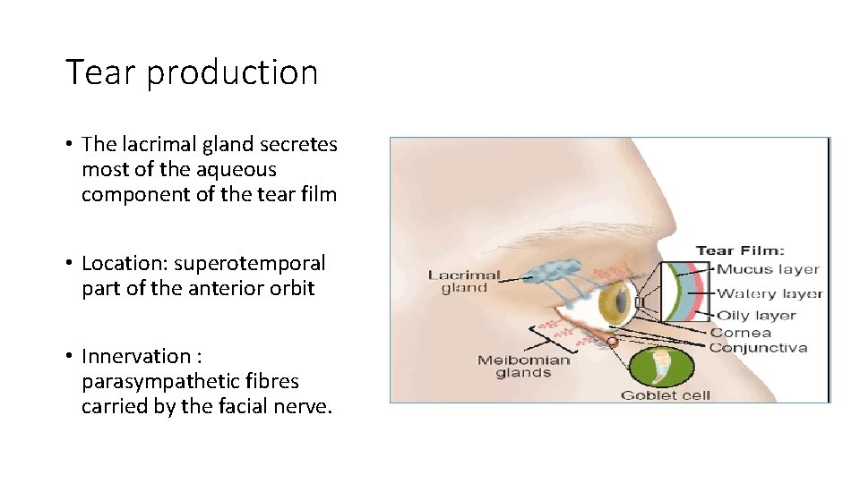 Tear production • The lacrimal gland secretes most of the aqueous component of the