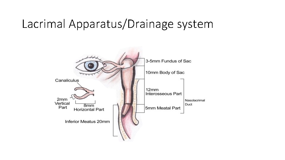 Lacrimal Apparatus/Drainage system 