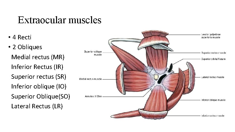 Extraocular muscles • 4 Recti • 2 Obliques Medial rectus (MR) Inferior Rectus (IR)