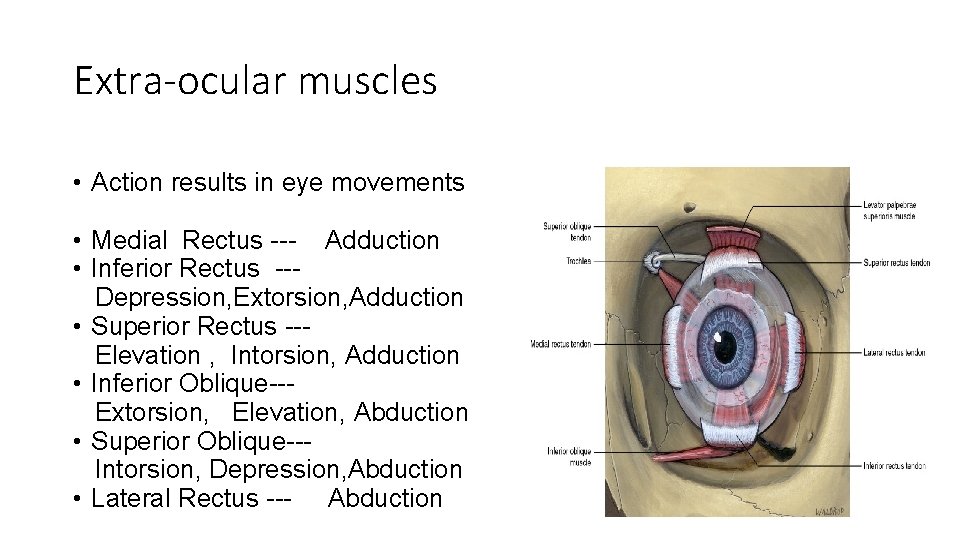 Extra-ocular muscles • Action results in eye movements • Medial Rectus --- Adduction •