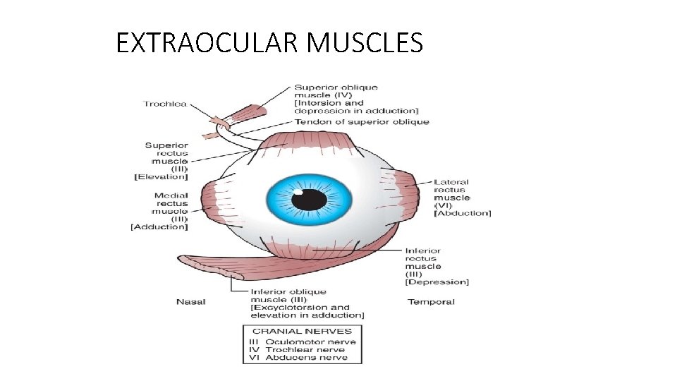EXTRAOCULAR MUSCLES 