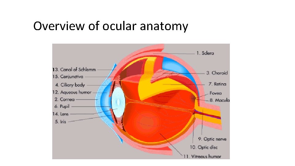 Overview of ocular anatomy 