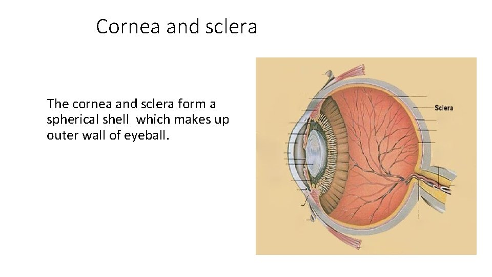 Cornea and sclera The cornea and sclera form a spherical shell which makes up