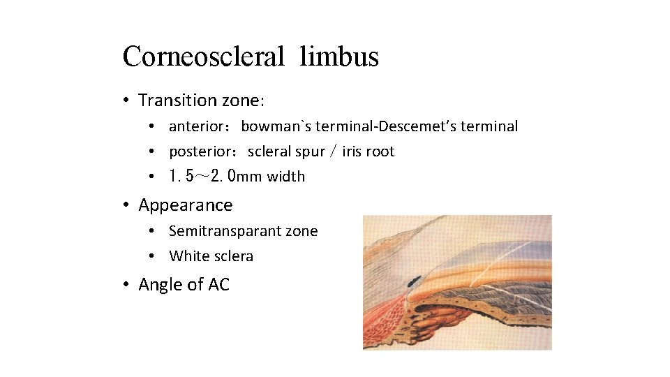 Corneoscleral limbus • Transition zone: • anterior：bowman`s terminal-Descemet’s terminal • posterior：scleral spur／iris root •