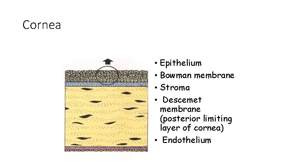 Cornea • Epithelium • Bowman membrane • Stroma • Descemet membrane (posterior limiting layer