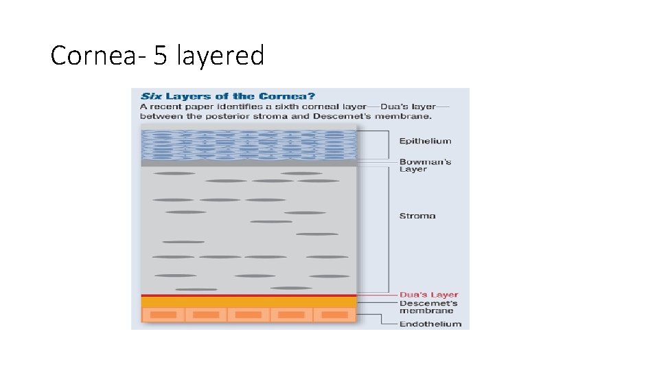 Cornea- 5 layered 