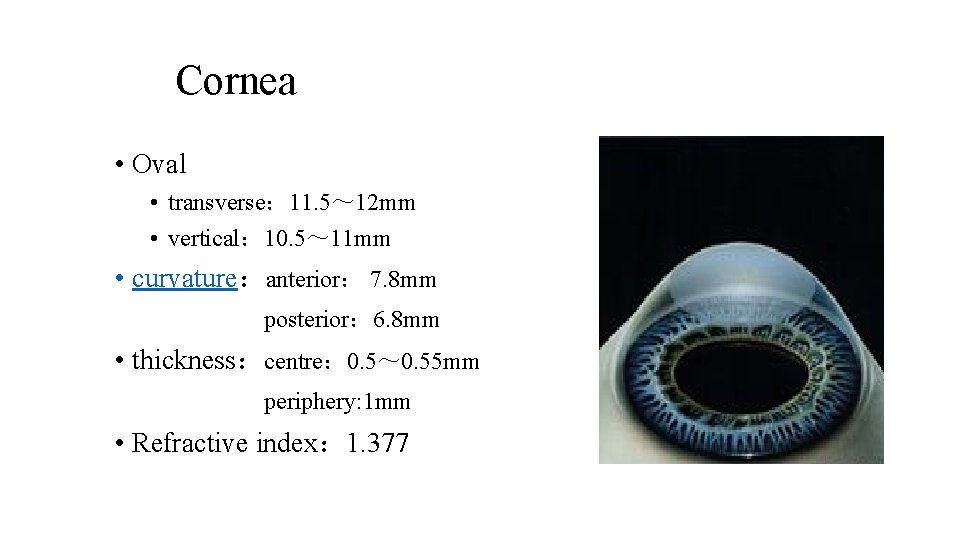 Cornea • Oval • transverse： 11. 5～ 12 mm • vertical： 10. 5～ 11