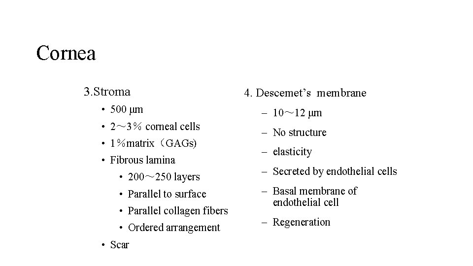 Cornea 3. Stroma • 500 μm • 2～ 3％ corneal cells • 1％matrix（GAGs) •