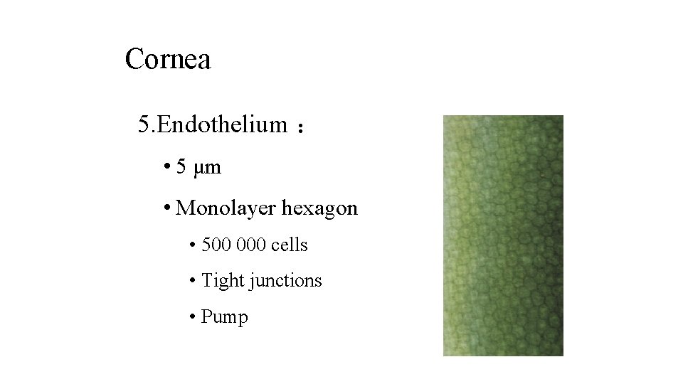 Cornea 5. Endothelium ： • 5 μm • Monolayer hexagon • 500 000 cells