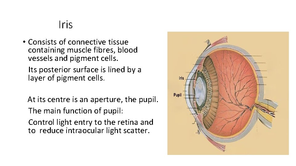 Iris • Consists of connective tissue containing muscle fibres, blood vessels and pigment cells.