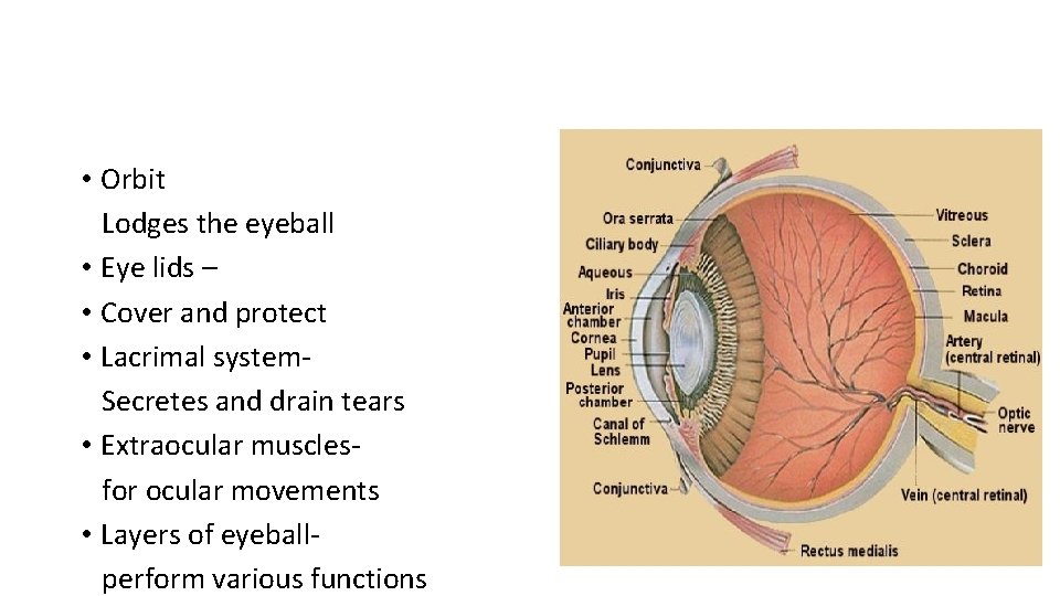  • Orbit Lodges the eyeball • Eye lids – • Cover and protect