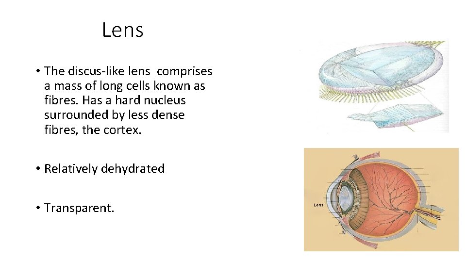 Lens • The discus-like lens comprises a mass of long cells known as fibres.