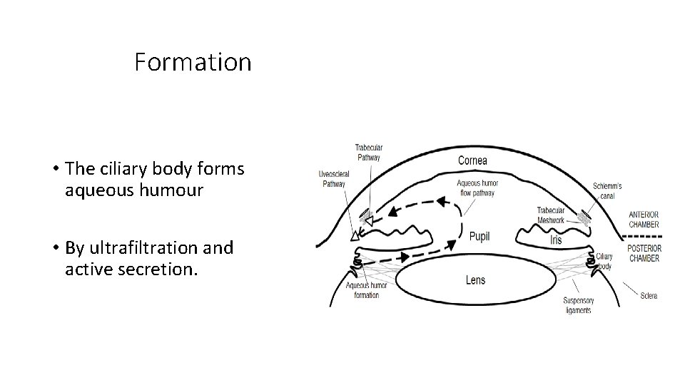 Formation • The ciliary body forms aqueous humour • By ultrafiltration and active secretion.