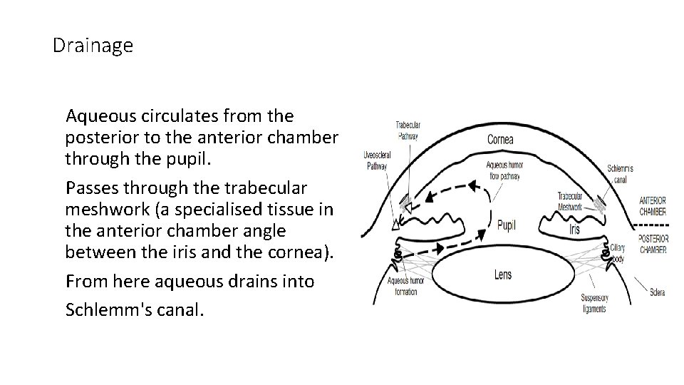 Drainage Aqueous circulates from the posterior to the anterior chamber through the pupil. Passes