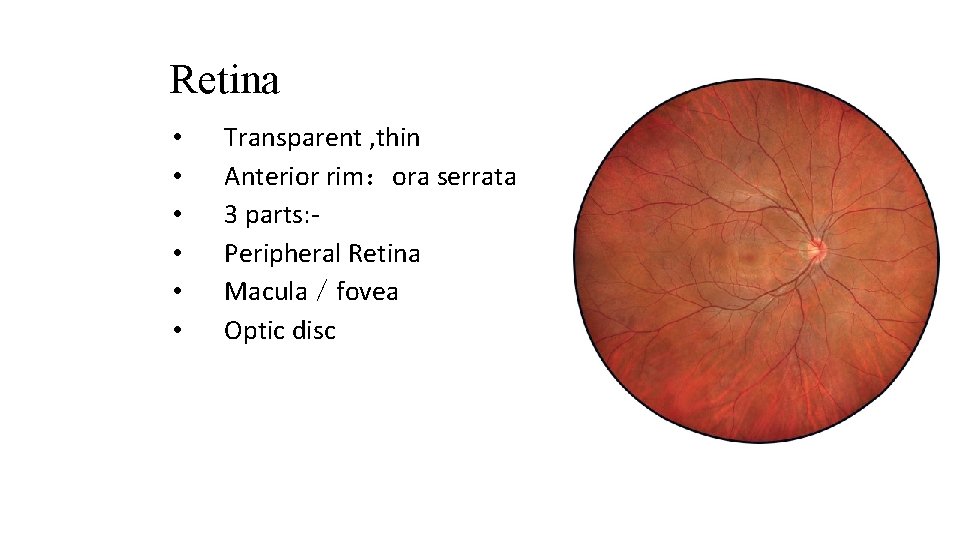 Retina • • • Transparent , thin Anterior rim：ora serrata 3 parts: Peripheral Retina