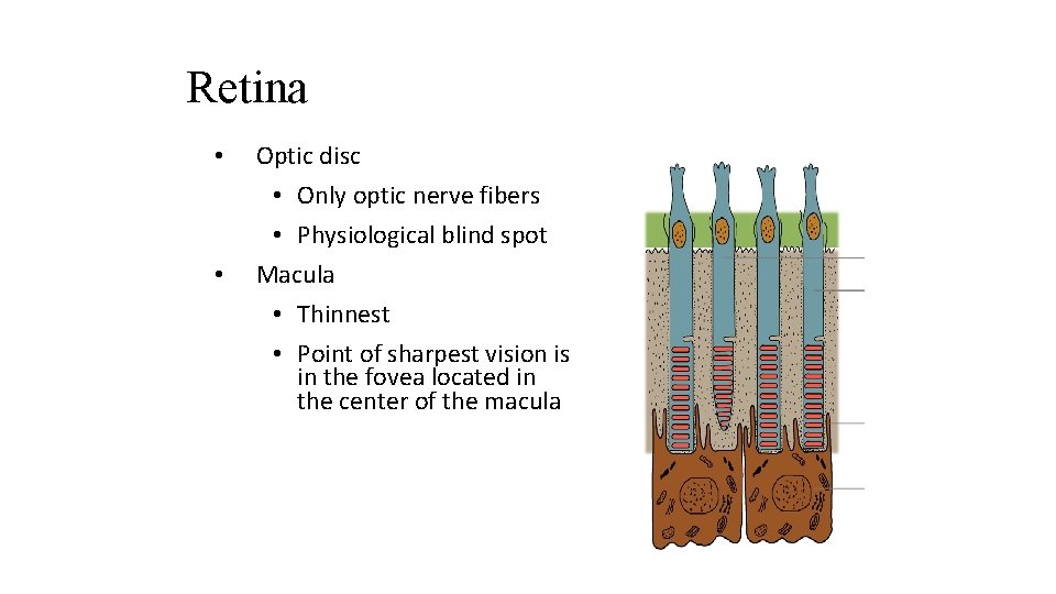 Retina • • Optic disc • Only optic nerve fibers • Physiological blind spot