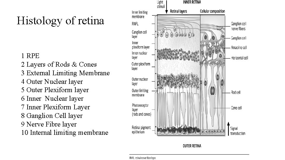 Histology of retina 1 RPE 2 Layers of Rods & Cones 3 External Limiting