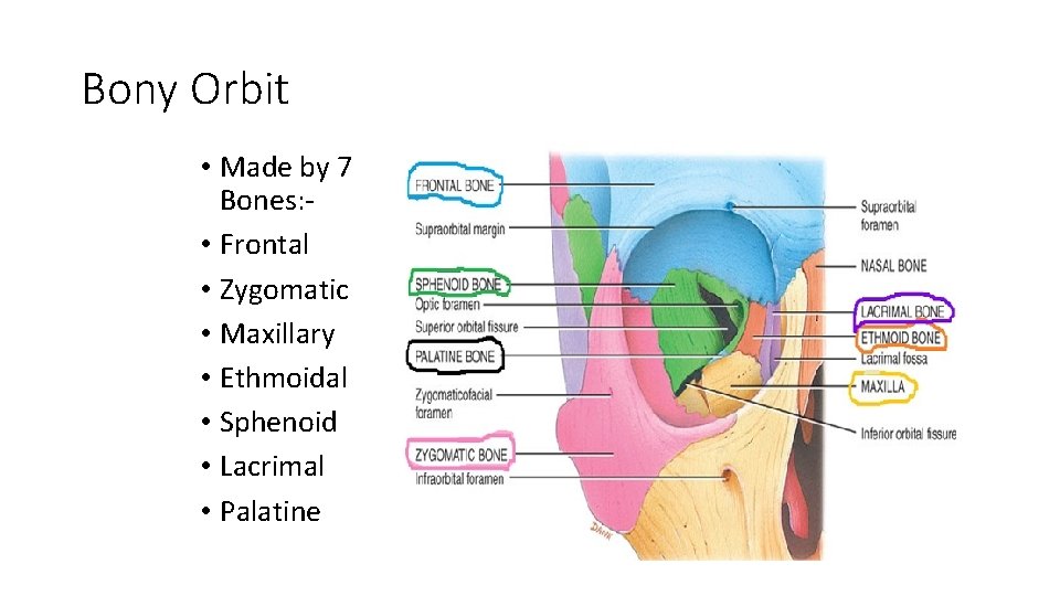 Bony Orbit • Made by 7 Bones: • Frontal • Zygomatic • Maxillary •