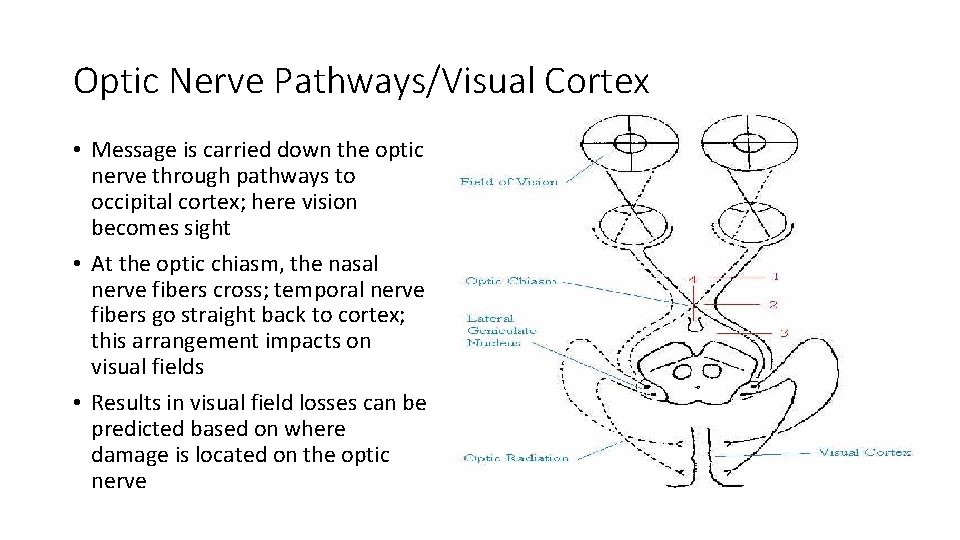 Optic Nerve Pathways/Visual Cortex • Message is carried down the optic nerve through pathways