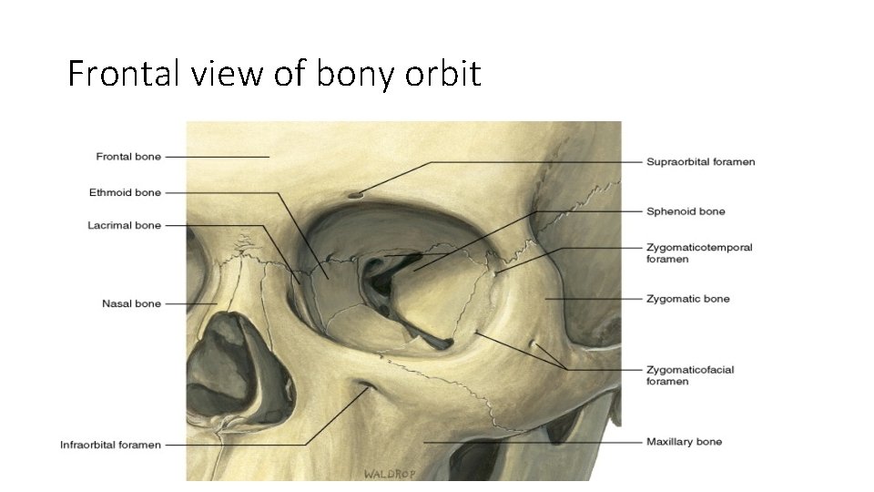 Frontal view of bony orbit 