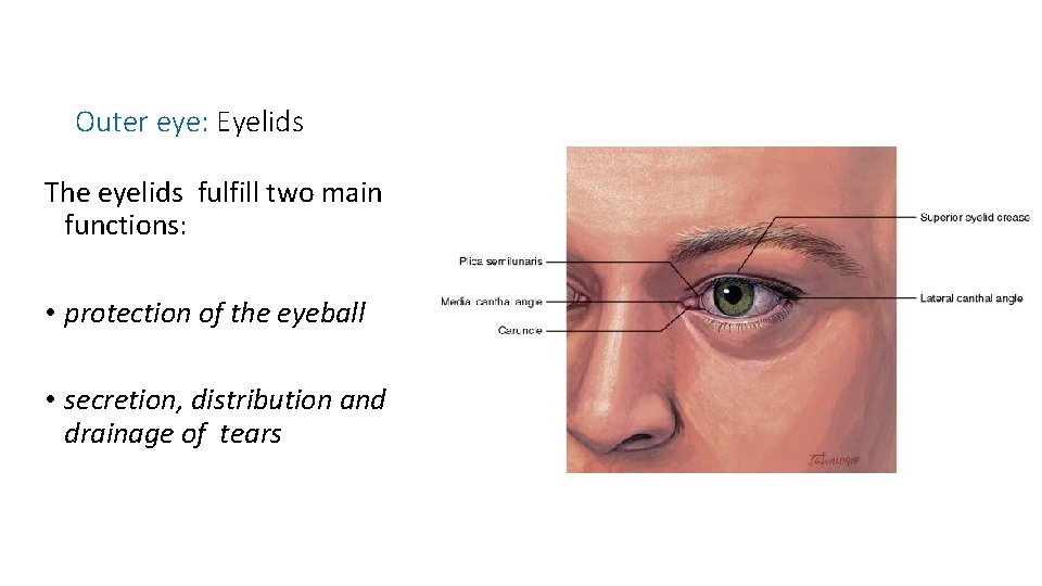 Outer eye: Eyelids The eyelids fulfill two main functions: • protection of the eyeball