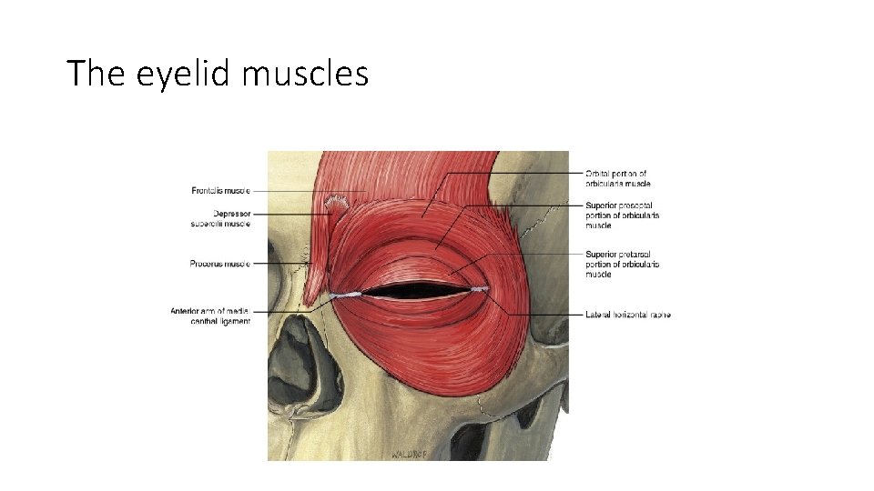 The eyelid muscles 