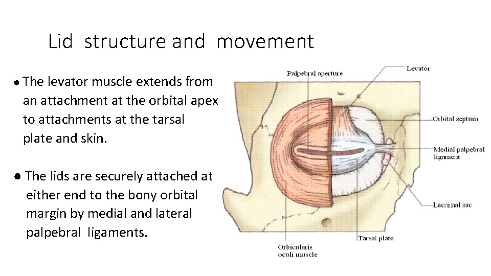 Lid structure and movement ● The levator muscle extends from an attachment at the