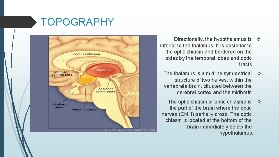 Department Of Human Anatomy Knmu Anatomy Of The