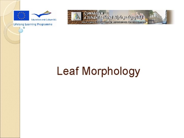 Leaf Morphology 