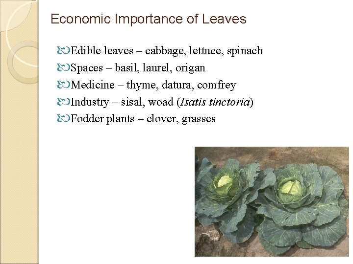 Economic Importance of Leaves Edible leaves – cabbage, lettuce, spinach Spaces – basil, laurel,