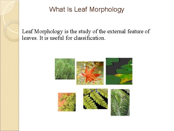 What Is Leaf Morphology is the study of the external feature of leaves. It