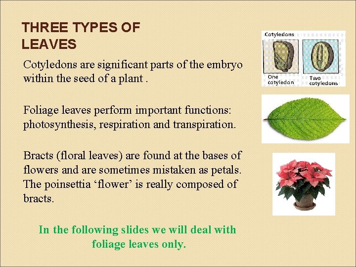 THREE TYPES OF LEAVES Cotyledons are significant parts of the embryo within the seed