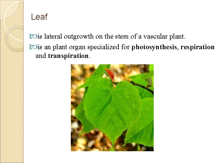 Leaf is lateral outgrowth on the stem of a vascular plant. is an plant
