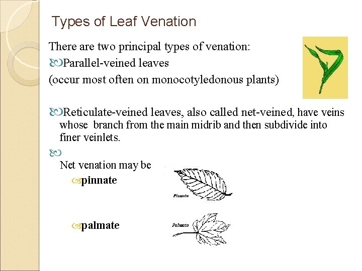Types of Leaf Venation There are two principal types of venation: Parallel-veined leaves (occur