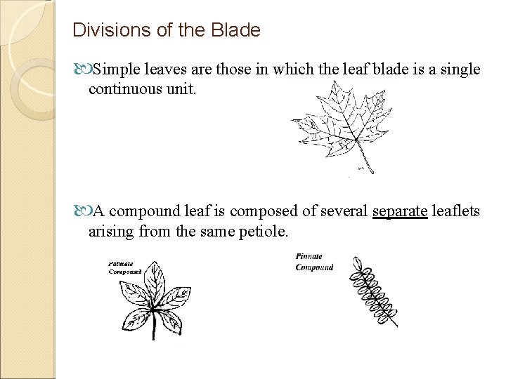Divisions of the Blade Simple leaves are those in which the leaf blade is