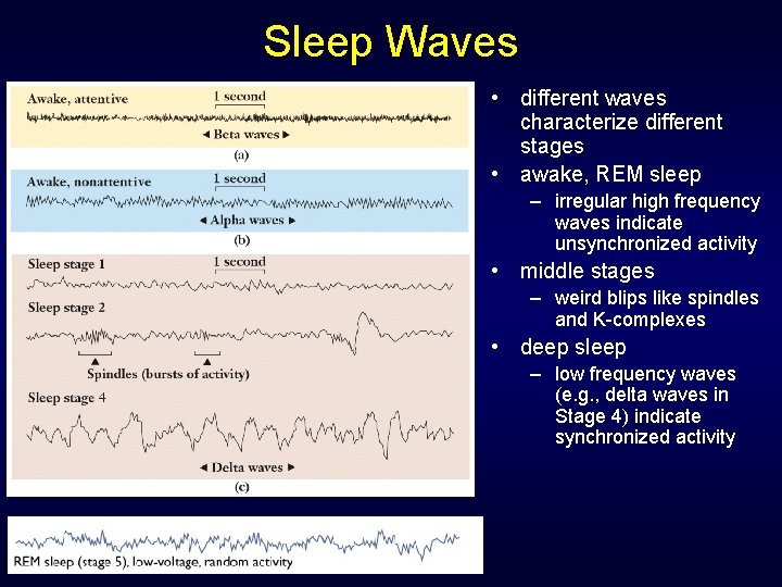 Sleep Waves • different waves characterize different stages • awake, REM sleep – irregular