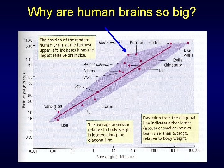 Why are human brains so big? 