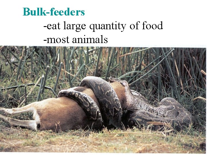 Bulk-feeders -eat large quantity of food -most animals 