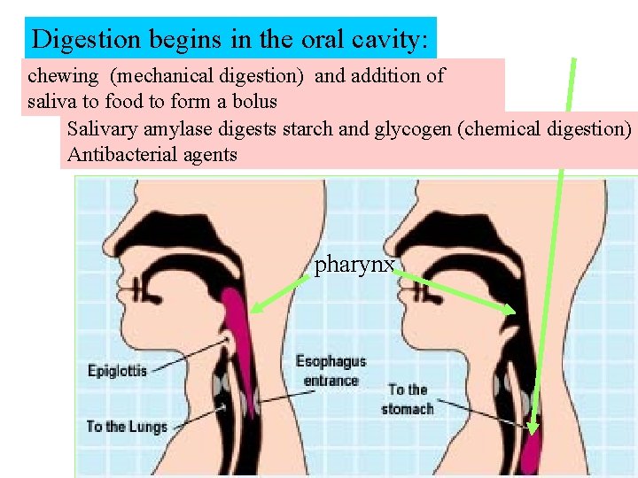 Digestion begins in the oral cavity: chewing (mechanical digestion) and addition of saliva to