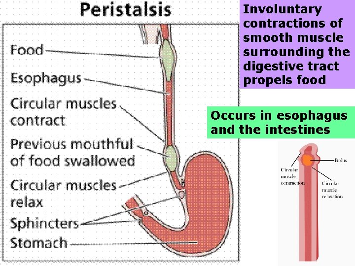 Involuntary contractions of smooth muscle surrounding the digestive tract propels food Occurs in esophagus