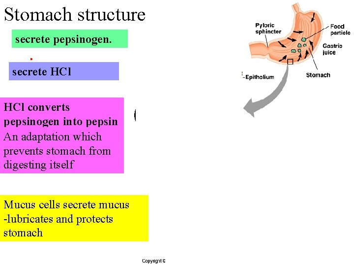 Stomach structure secrete pepsinogen. secrete HCl converts pepsinogen into pepsin An adaptation which prevents
