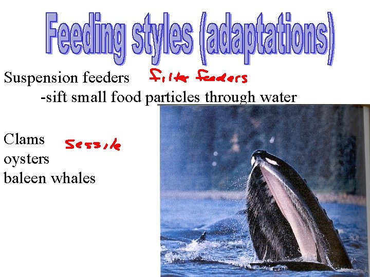 Suspension feeders -sift small food particles through water Clams oysters baleen whales 