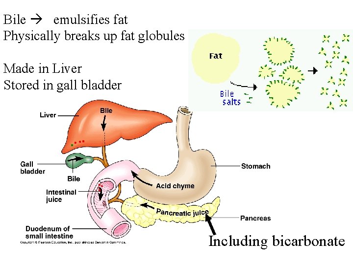 Bile emulsifies fat Physically breaks up fat globules Made in Liver Stored in gall