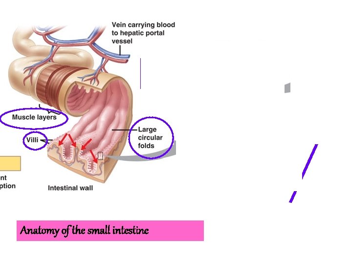 Anatomy of the small intestine 