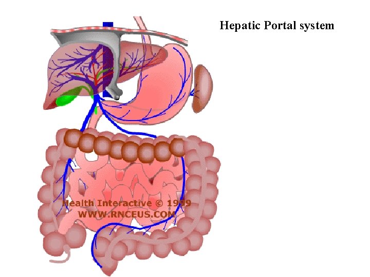 Hepatic Portal system 