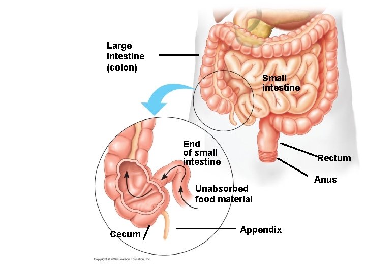 Large intestine (colon) Small intestine End of small intestine Rectum Unabsorbed food material Cecum