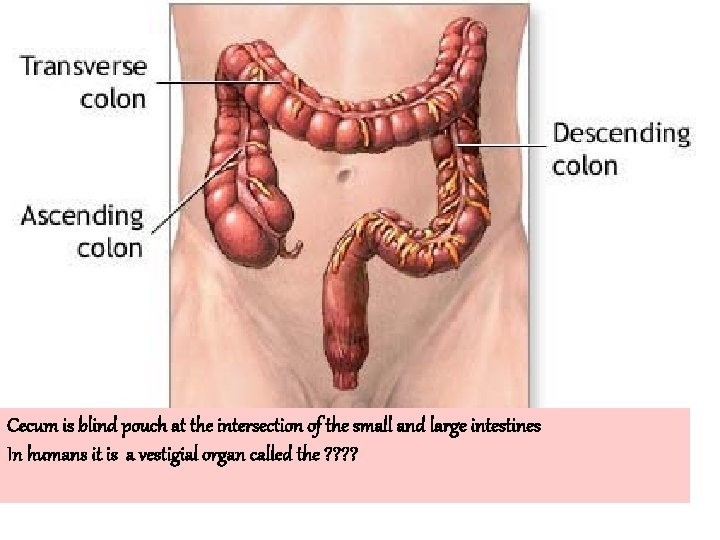 Cecum is blind pouch at the intersection of the small and large intestines In