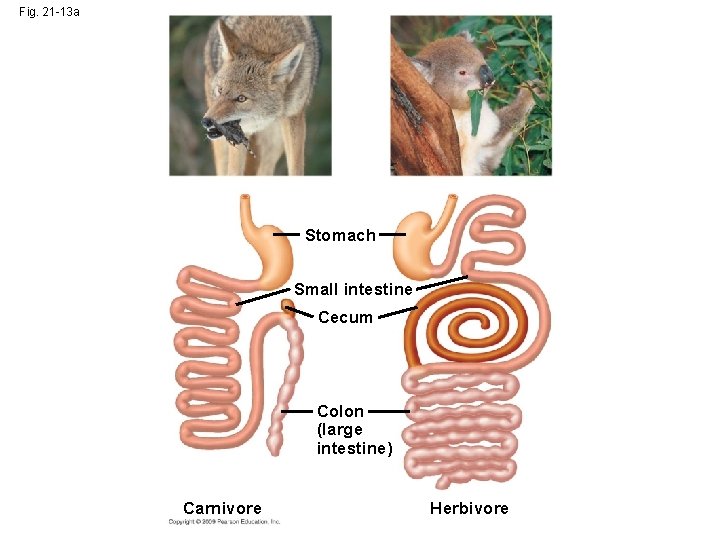 Fig. 21 -13 a Stomach Small intestine Cecum Colon (large intestine) Carnivore Herbivore 