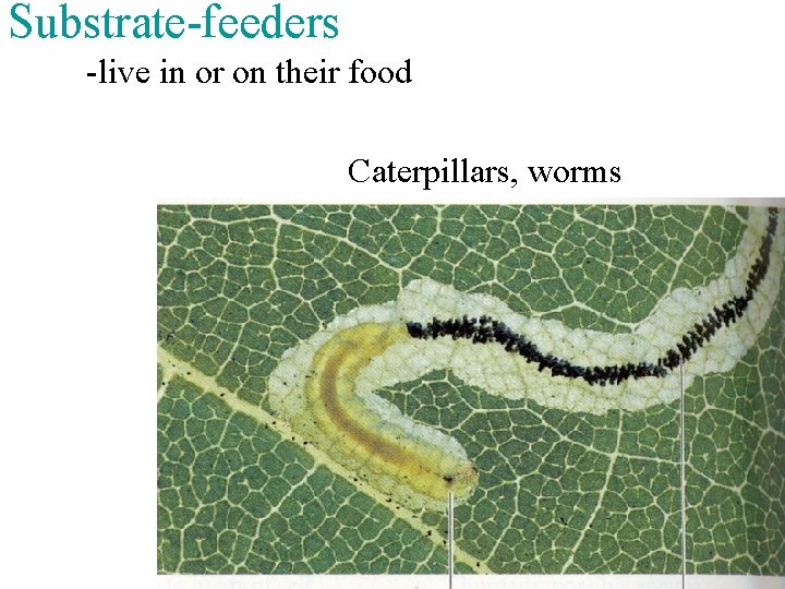 Substrate-feeders -live in or on their food Caterpillars, worms 